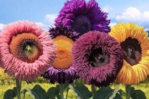 Find Teddy Bear Sunflowers Near You Today! Teddy Information – Everything You Need to Know About Teddy Bears Find Teddy Bear Sunflowers Near You Today! | Teddy Information – Everything You Need to Know About Teddy Bears
