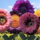 Find Teddy Bear Sunflowers Near You Today! | Teddy Information – Everything You Need to Know About Teddy Bears