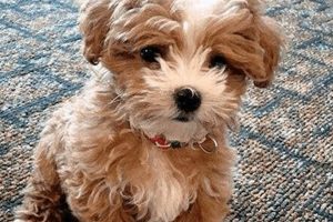 Adorable Teddy Bear Puppies for Sale Near You | Teddy Information – Everything You Need to Know About Teddy Bears
