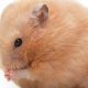 Adorable Teddy Bear Hamster Care Guide | Teddy Information – Everything You Need to Know About Teddy Bears