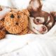 Adorable Teddy Bear Chihuahuas: A Complete Guide | Teddy Information – Everything You Need to Know About Teddy Bears