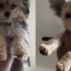Adorable Yorkie Poo Teddy Bear Haircut Styles | Teddy Information – Everything You Need to Know About Teddy Bears