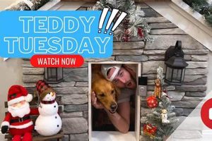 Celebrate Teddy Tuesday: Joy, Sharing & Giving | Teddy Information – Everything You Need to Know About Teddy Bears