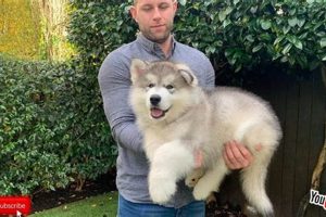 Meet Teddy the Malamute: Alaskan Adventure Buddy | Teddy Information – Everything You Need to Know About Teddy Bears