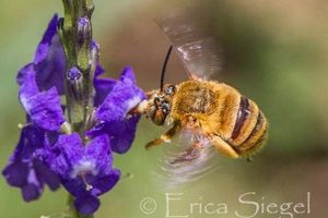 Adorable Teddy Bear Bees: Facts & Photos | Teddy Information – Everything You Need to Know About Teddy Bears