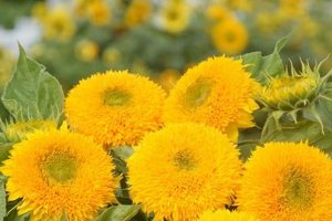 Grow Teddy Bear Sunflower Seeds: Tips &amp; Guide | Teddy Information – Everything You Need to Know About Teddy Bears