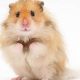 Adorable Long Hair Teddy Bear Hamsters: A Guide | Teddy Information – Everything You Need to Know About Teddy Bears
