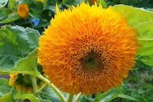 Cute Teddy Bear Sunflowers: Grow & Care Guide | Teddy Information – Everything You Need to Know About Teddy Bears
