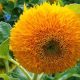 Cute Teddy Bear Sunflowers: Grow & Care Guide | Teddy Information – Everything You Need to Know About Teddy Bears