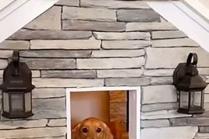 Teddy's Golden Retriever Dream House Guide | Teddy Information – Everything You Need to Know About Teddy Bears