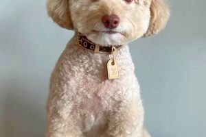 Adorable Teddy Bear Face Poodle Grooming Guide | Teddy Information – Everything You Need to Know About Teddy Bears