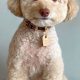 Adorable Teddy Bear Face Poodle Grooming Guide | Teddy Information – Everything You Need to Know About Teddy Bears