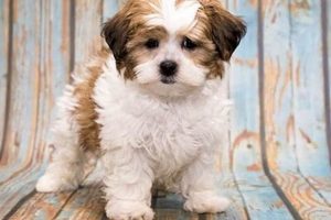 Adorable Teddy Bear Shih Poo Puppies & Care Teddy Information – Everything You Need to Know About Teddy Bears Adorable Teddy Bear Shih Poo Puppies & Care | Teddy Information – Everything You Need to Know About Teddy Bears