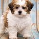 Adorable Teddy Bear Shih Poo Puppies & Care | Teddy Information – Everything You Need to Know About Teddy Bears