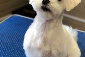 Adorable Teddy Bear Maltese Haircuts & Styles Teddy Information – Everything You Need to Know About Teddy Bears Adorable Teddy Bear Maltese Haircuts & Styles | Teddy Information – Everything You Need to Know About Teddy Bears