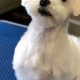 Adorable Teddy Bear Maltese Haircuts & Styles | Teddy Information – Everything You Need to Know About Teddy Bears
