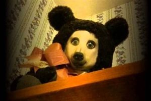 Haunted Teddy Bear Creepypastas: Plush Nightmares | Teddy Information – Everything You Need to Know About Teddy Bears
