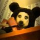 Haunted Teddy Bear Creepypastas: Plush Nightmares | Teddy Information – Everything You Need to Know About Teddy Bears