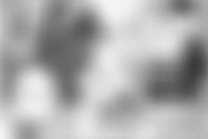 Be Teddy Steady: Calm & Collected | Teddy Information – Everything You Need to Know About Teddy Bears