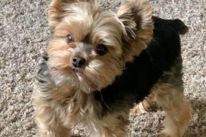 Adorable Teddy Yorkie Puppies & Grooming Guide | Teddy Information – Everything You Need to Know About Teddy Bears