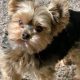 Adorable Teddy Yorkie Puppies & Grooming Guide | Teddy Information – Everything You Need to Know About Teddy Bears