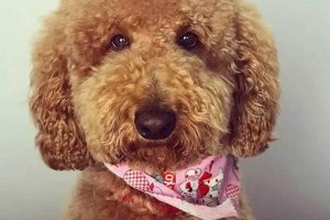 Adorable Poodle Teddy Bear Faces & Grooming Teddy Information – Everything You Need to Know About Teddy Bears Adorable Poodle Teddy Bear Faces & Grooming | Teddy Information – Everything You Need to Know About Teddy Bears