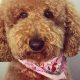 Adorable Poodle Teddy Bear Faces & Grooming | Teddy Information – Everything You Need to Know About Teddy Bears