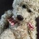 Classic Russ Teddy Bear Vintage Collection Guide | Teddy Information – Everything You Need to Know About Teddy Bears