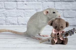 Adorable Teddy Bear Rats: Care & Facts | Teddy Information – Everything You Need to Know About Teddy Bears