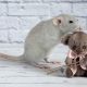 Adorable Teddy Bear Rats: Care & Facts | Teddy Information – Everything You Need to Know About Teddy Bears