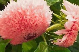 Charming Pink Teddy Bear Sunflowers to Grow | Teddy Information – Everything You Need to Know About Teddy Bears