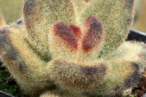 Fluffy Teddy Bear Kalanchoe Care Guide | Teddy Information – Everything You Need to Know About Teddy Bears