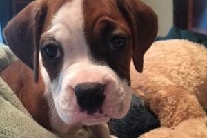 Cuddly Boxer Teddy Bears: Plush Boxing Toys Teddy Information – Everything You Need to Know About Teddy Bears Cuddly Boxer Teddy Bears: Plush Boxing Toys | Teddy Information – Everything You Need to Know About Teddy Bears