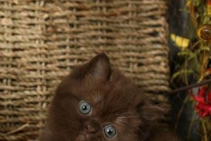 Adorable Teddy Bear Kittens: Cuteness Overload! | Teddy Information – Everything You Need to Know About Teddy Bears