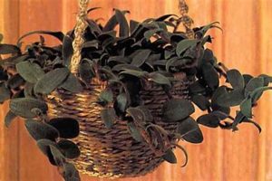 Caring for Your Teddy Bear Plant: A Guide | Teddy Information – Everything You Need to Know About Teddy Bears