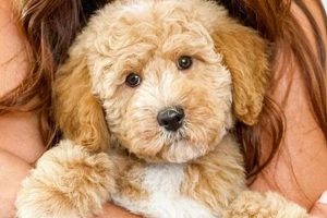 Adorable Teddy Bear Mini Goldendoodles: Find Your Furry Friend Teddy Information – Everything You Need to Know About Teddy Bears Adorable Teddy Bear Mini Goldendoodles: Find Your Furry Friend | Teddy Information – Everything You Need to Know About Teddy Bears