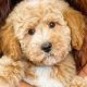 Adorable Teddy Bear Mini Goldendoodles: Find Your Furry Friend | Teddy Information – Everything You Need to Know About Teddy Bears