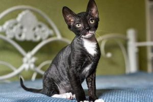 Best Teddy Rex Cat Toys for Playful Felines | Teddy Information – Everything You Need to Know About Teddy Bears