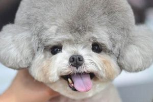 The Cutest Teddy Bear Haircuts: Styles & Tips Teddy Information – Everything You Need to Know About Teddy Bears The Cutest Teddy Bear Haircuts: Styles & Tips | Teddy Information – Everything You Need to Know About Teddy Bears