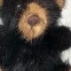 Cuddly Mink Teddy Bears: Soft & Plush Toys | Teddy Information – Everything You Need to Know About Teddy Bears