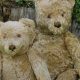 Shop Antique & Vintage Teddy Bears for Sale | Teddy Information – Everything You Need to Know About Teddy Bears