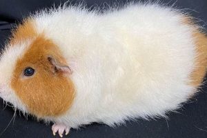 Adorable Teddy Bear Guinea Pigs: Care & Facts | Teddy Information – Everything You Need to Know About Teddy Bears