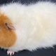 Adorable Teddy Bear Guinea Pigs: Care & Facts | Teddy Information – Everything You Need to Know About Teddy Bears