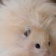 Cute Teddy Bear Hamster Images & Pictures | Teddy Information – Everything You Need to Know About Teddy Bears