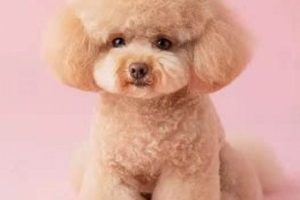 Adorable Teddy Bear Toy Poodle Haircut Styles | Teddy Information – Everything You Need to Know About Teddy Bears