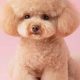 Adorable Teddy Bear Toy Poodle Haircut Styles | Teddy Information – Everything You Need to Know About Teddy Bears