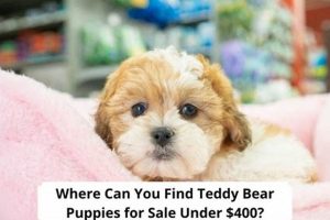 Adorable Teddy Bear Puppies Under $400: Find Your Cuddle Buddy | Teddy Information – Everything You Need to Know About Teddy Bears