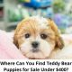 Adorable Teddy Bear Puppies Under $400: Find Your Cuddle Buddy | Teddy Information – Everything You Need to Know About Teddy Bears