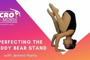 Best Teddy Bear Stands & Displays: Top Picks | Teddy Information – Everything You Need to Know About Teddy Bears