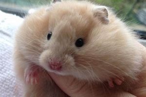 Adorable Teddy Bear Hamsters for Sale Now! | Teddy Information – Everything You Need to Know About Teddy Bears